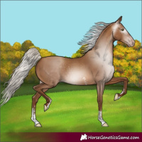 Horse Color:Gray Silver Sable Champagne Sabino