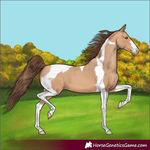Horse Color:Amber Champagne Tobiano Varnish 