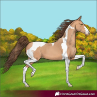 Horse Color:Amber Champagne Tobiano Appaloosa 