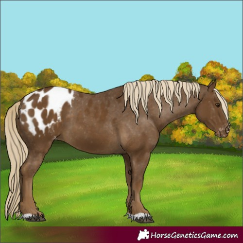 Horse Color:Chocolate Palomino Appaloosa 