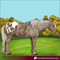 Horse Color:Chocolate Palomino Appaloosa 
