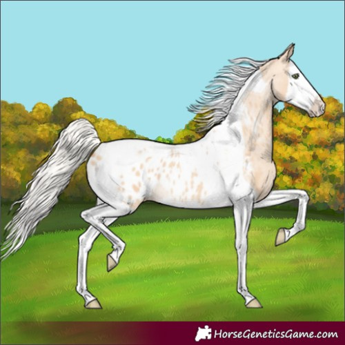 Horse Color:Silver Amber Champagne Dun Splash Tobiano Appaloosa Rabicano 