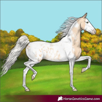 Horse Color:Silver Amber Champagne Dun Splash Tobiano Appaloosa Rabicano 