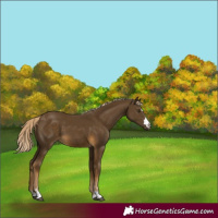 Horse Color:Chocolate Palomino Mushroom