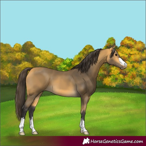 Horse Color:Buckskin 