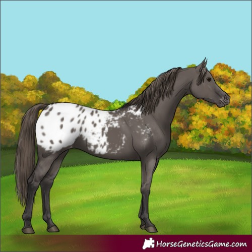 Horse Color:Smoky Grullo Appaloosa 