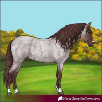Horse Color:Chocolate Smoky Blue Roan