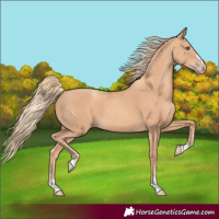 Horse Color:Gold Champagne 