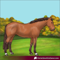 Horse Color:Chocolate Bay 