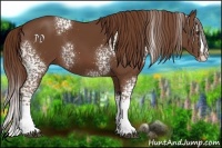 Horse Color:White Spotted Chestnut Splash
