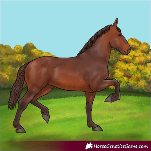 Horse Color:Chocolate Bay 