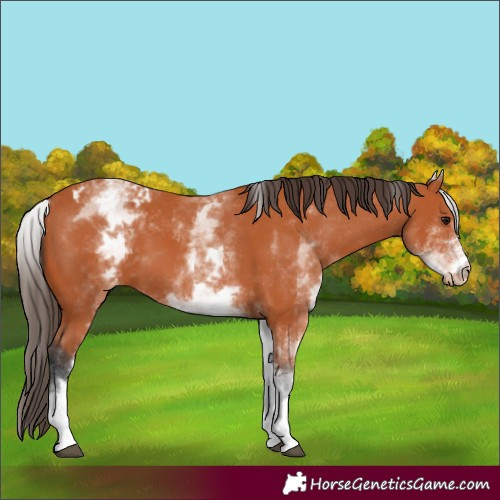 Horse Color:White Spotted Bay Appaloosa 