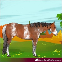 Horse Color:White Spotted Bay 