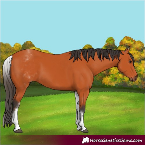 Horse Color:White Spotted Bay 