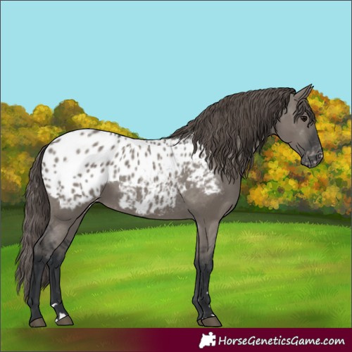 Horse Color:Grullo Appaloosa 