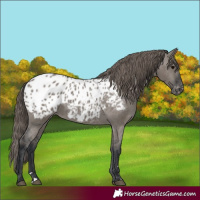Horse Color:Grullo Appaloosa 