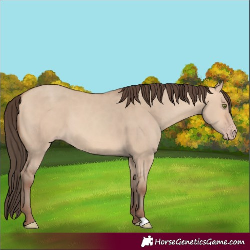 Horse Color:Amber Champagne Dun 