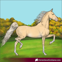 Horse Color:Gold Cream Champagne Tobiano