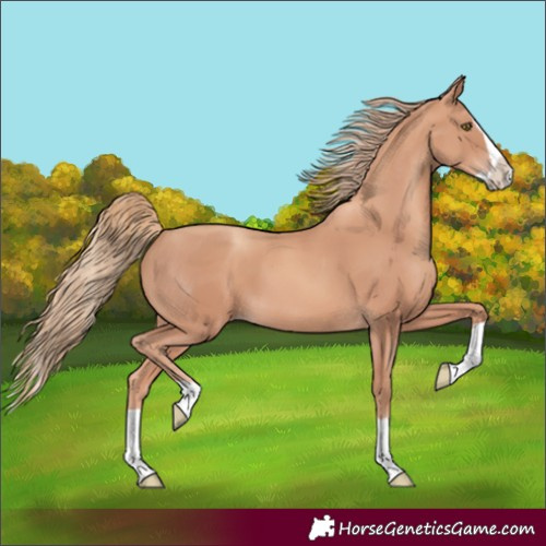 Horse Color:Gold Champagne Splash 