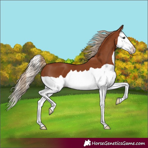 Horse Color:Chestnut Splash