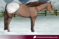 Horse Color:Classic Champagne Appaloosa 