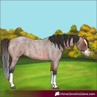 Horse Color:Bay Roan Splash