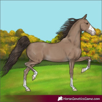 Horse Color:Classic Champagne 