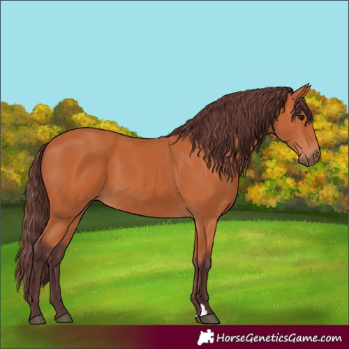 Horse Color:Chocolate Bay 