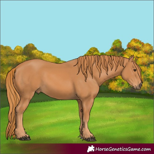 Horse Color:Chestnut 