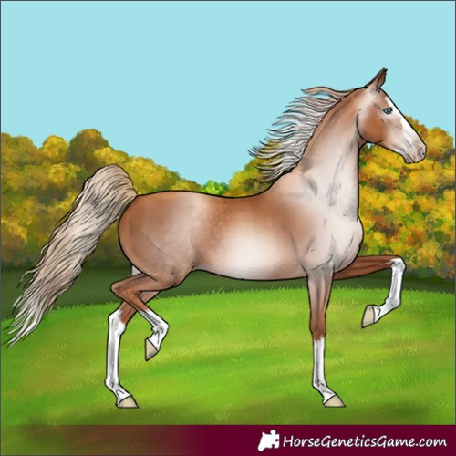 Horse Color:Gray Gold Champagne Splash 