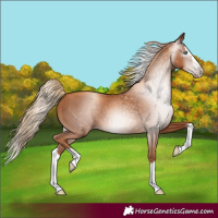 Horse Color:Gray Gold Champagne Splash 