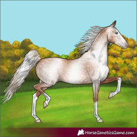 Horse Color:Gray Gold Champagne Splash
