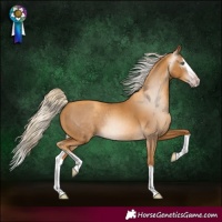Horse Color:Gray Gold Cream Champagne Splash 
