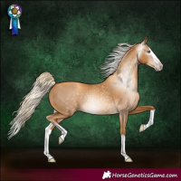 Horse Color:Gray Gold Cream Champagne Splash 