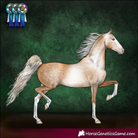 Horse Color:Gray Gold Cream Champagne Splash