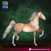 Horse Color:Gray Gold Cream Champagne Splash