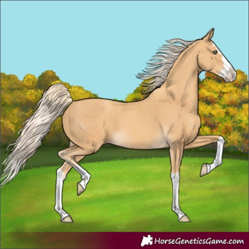 Horse Color:Gold Cream Champagne Splash 