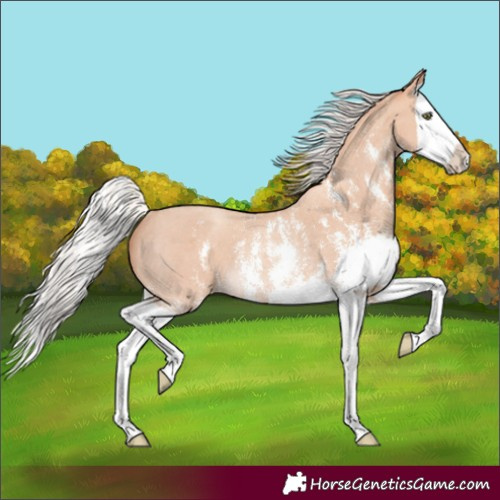Horse Color:Silver Amber Champagne Sabino Splash Rabicano 