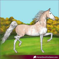 Horse Color:Silver Amber Champagne Sabino Splash Rabicano 