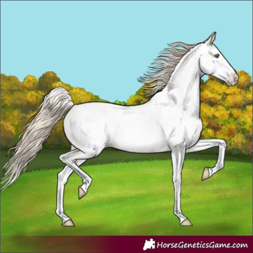 Horse Color:Amber Cream Champagne Sabino Appaloosa Rabicano