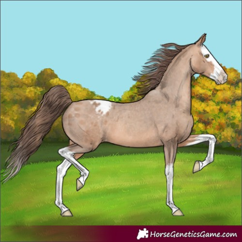 Horse Color:Amber Champagne Splash Appaloosa 