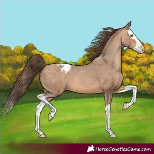 Horse Color:Amber Champagne Splash Appaloosa 
