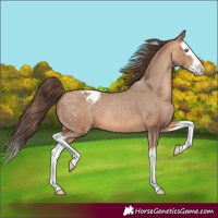 Horse Color:Amber Champagne Splash Appaloosa