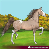 Horse Color:Amber Champagne Splash Appaloosa 