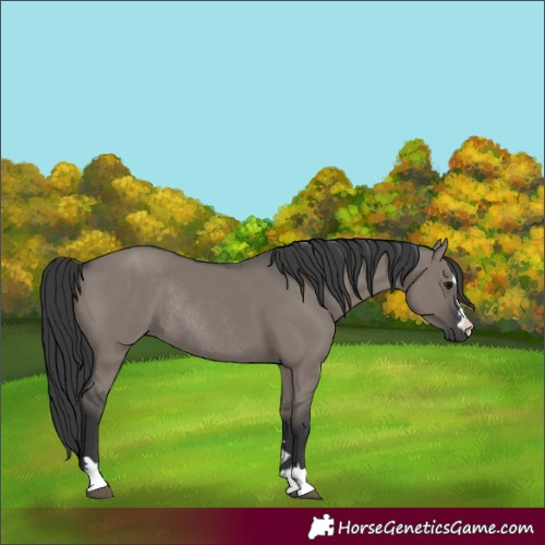 Horse Color:Grullo Rabicano 