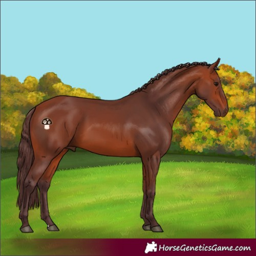Horse Color:Chocolate Bay 