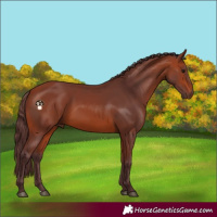 Horse Color:Chocolate Bay