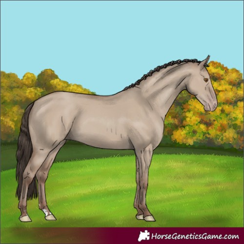 Horse Color:Classic Champagne Dun