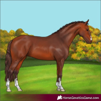 Horse Color:Chocolate Bay 