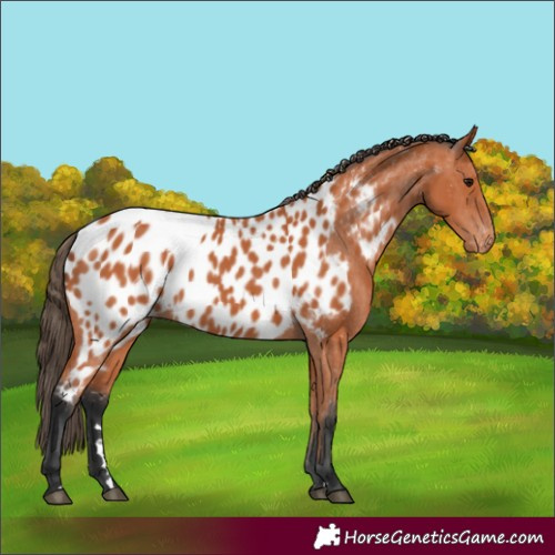 Horse Color:Bay Near Leopard 